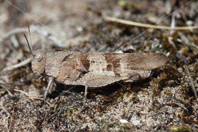 Blauwvleugelsprinkhaan (Oedipoda caerulescens)