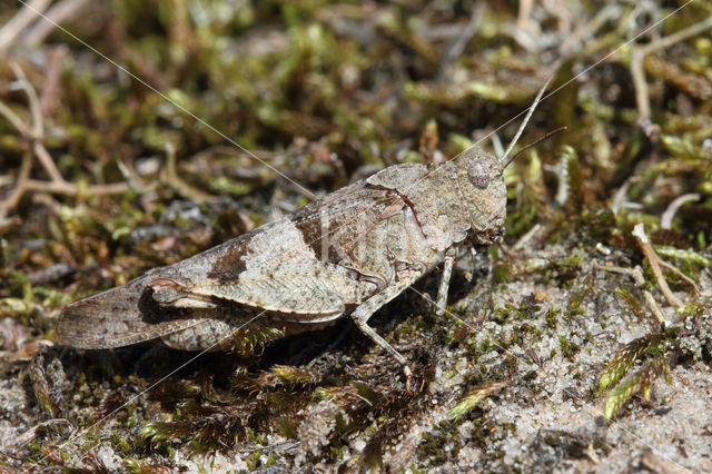 Blauwvleugelsprinkhaan (Oedipoda caerulescens)