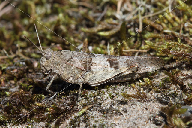 Blauwvleugelsprinkhaan (Oedipoda caerulescens)