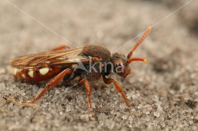 Wasp-bee (Nomada alboguttata)