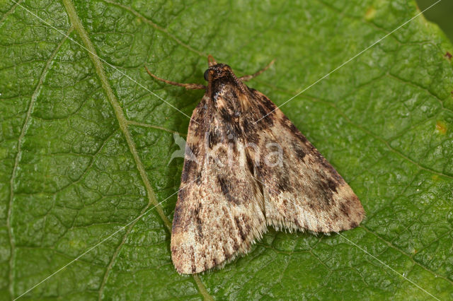 Bliksemlichtmot (Aglossa caprealis)