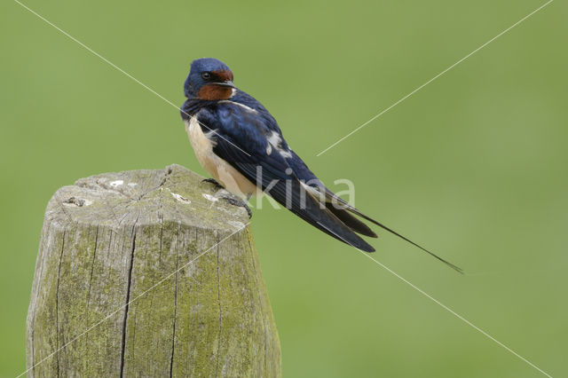 Boerenzwaluw (Hirundo rustica)