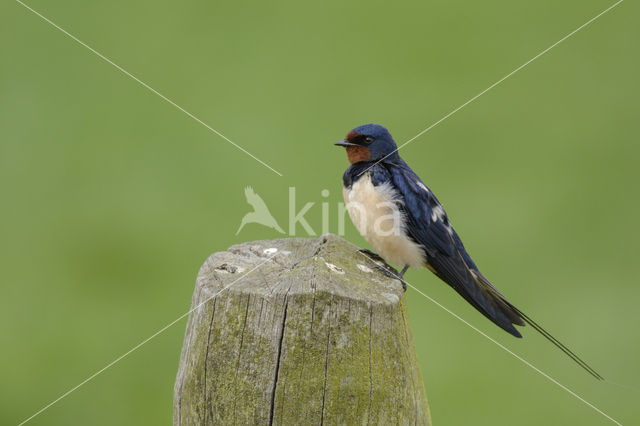 Barn Swallow (Hirundo rustica)