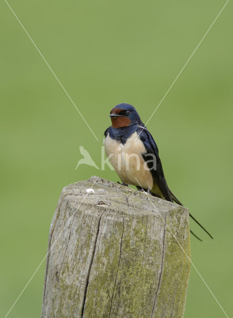 Boerenzwaluw (Hirundo rustica)