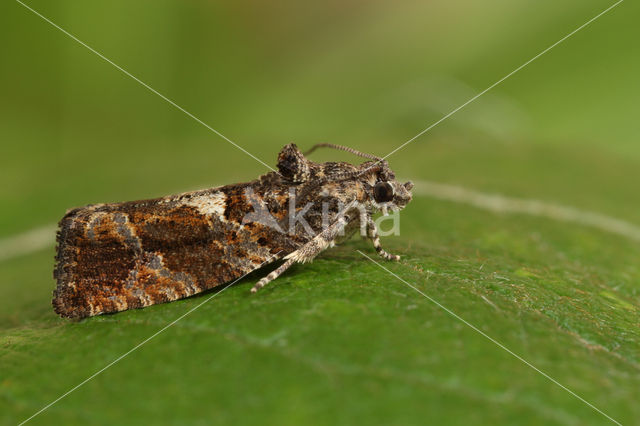 Bonte Fruitbladroller (Eudemis profundana)