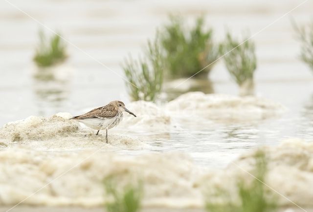 Dunlin (Calidris alpina)