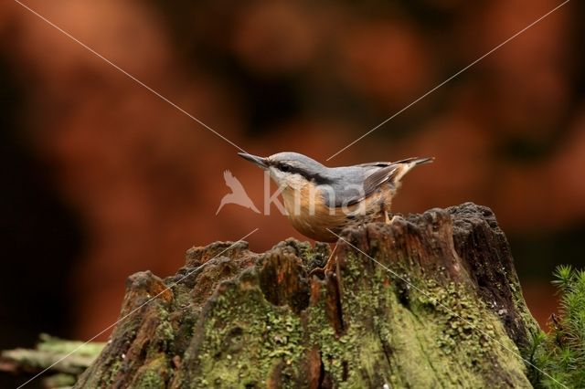 Europese Boomklever (Sitta europaea)