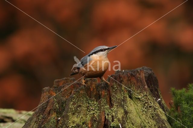 Europese Boomklever (Sitta europaea)