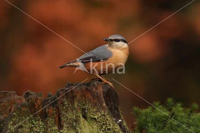 Europese Boomklever (Sitta europaea)