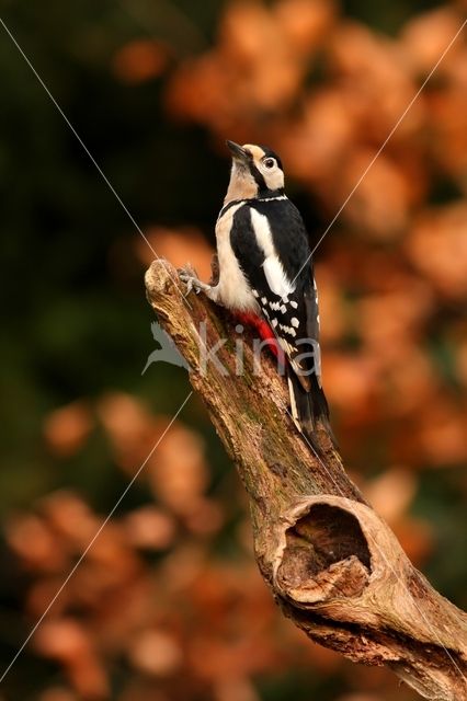 Europese Boomklever (Sitta europaea)