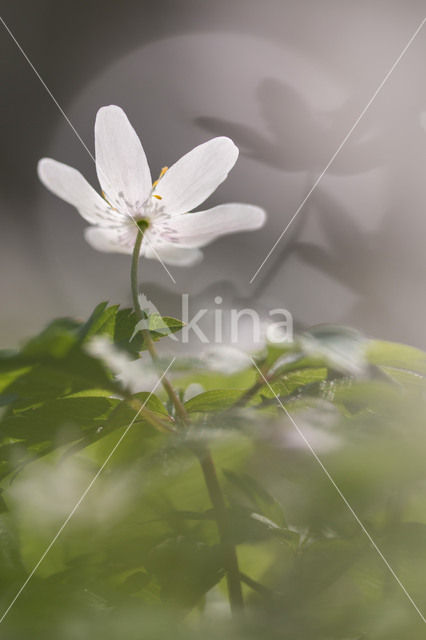 Bosanemoon (Anemone nemorosa)