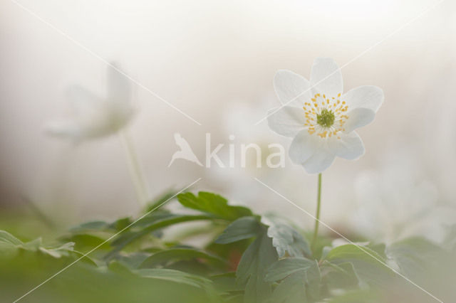 Bosanemoon (Anemone nemorosa)