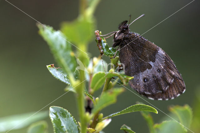 Boserebia (Erebia ligea)