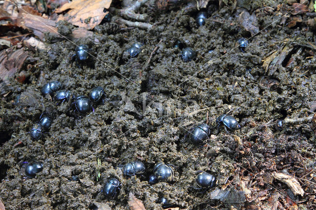 forest dung beetle (Anoplotrupes stercorosus)