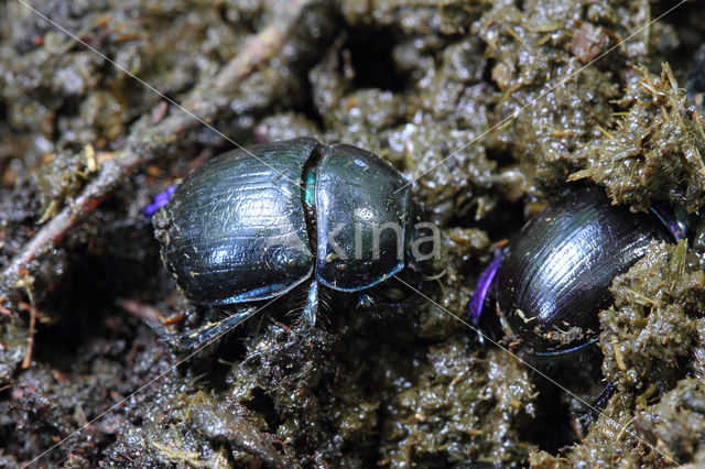 forest dung beetle (Anoplotrupes stercorosus)