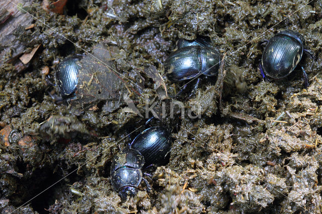 forest dung beetle (Anoplotrupes stercorosus)