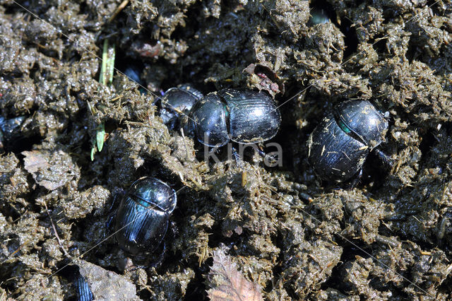 forest dung beetle (Anoplotrupes stercorosus)
