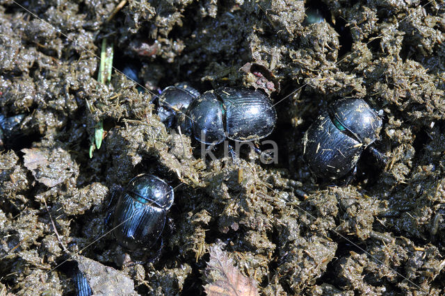 forest dung beetle (Anoplotrupes stercorosus)