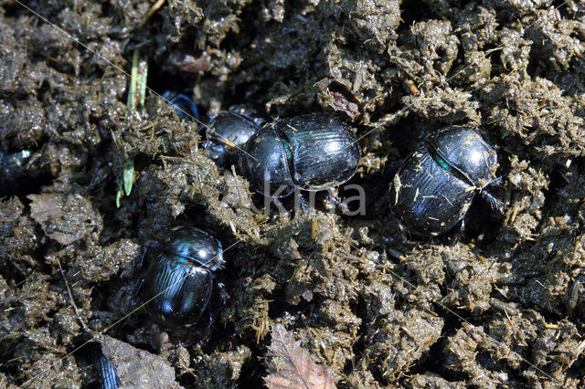 forest dung beetle (Anoplotrupes stercorosus)