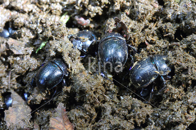 forest dung beetle (Anoplotrupes stercorosus)