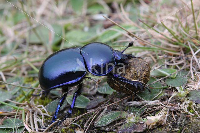forest dung beetle (Anoplotrupes stercorosus)