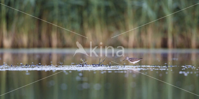 Wood Sandpiper (Tringa glareola)