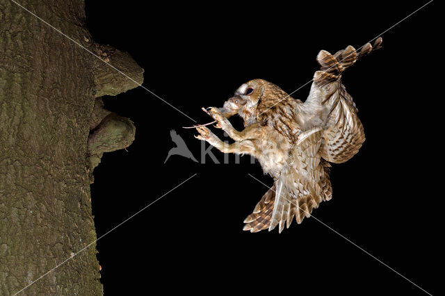 Tawny Owl (Strix aluco)