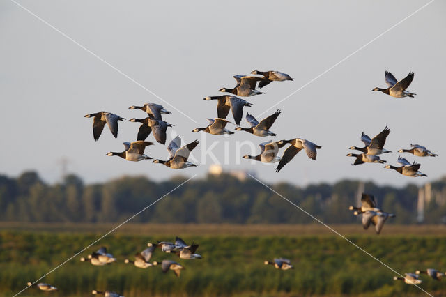 Brandgans (Branta leucopsis)