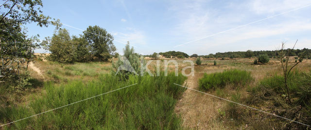 Brem (Cytisus scoparius)