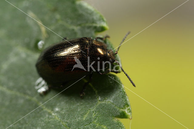 Bronzen Wilgenhaantje (Phratora vitellinae)