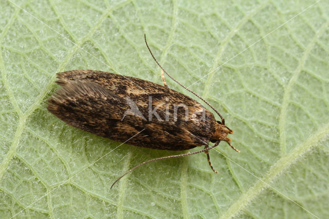 Bruine Huismot (Hofmannophila pseudospretella)