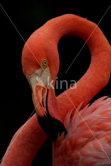 Caribbean Flamingo (Phoenicopterus ruber ruber)