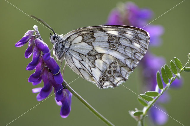 Marbled White (Melanargia galathea)