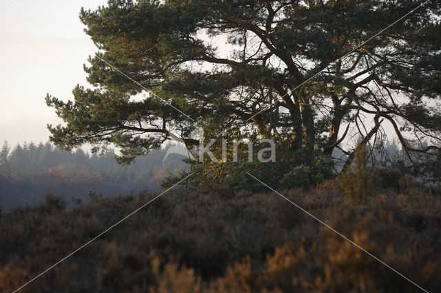 Pine tree (Pinus spec.)