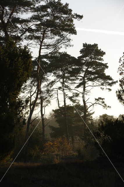 Den (Pinus spec.)