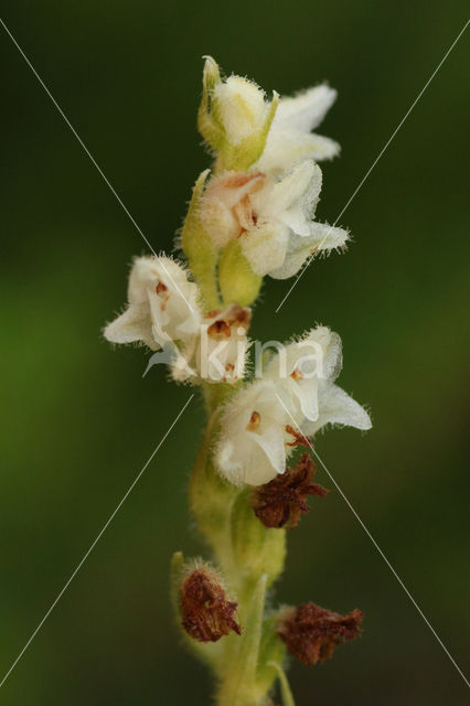 Creeping Lady's-tresses (Goodyera repens)