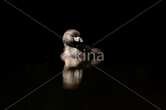 Pied-billed Grebe (Podilymbus podiceps)