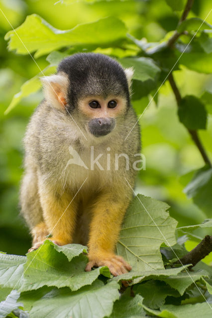 Squirrel Monkey (Saimiri spec.)