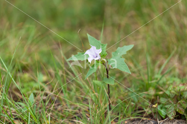 Thorn-apple (Datura stramonium)