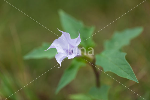 Doornappel (Datura stramonium)