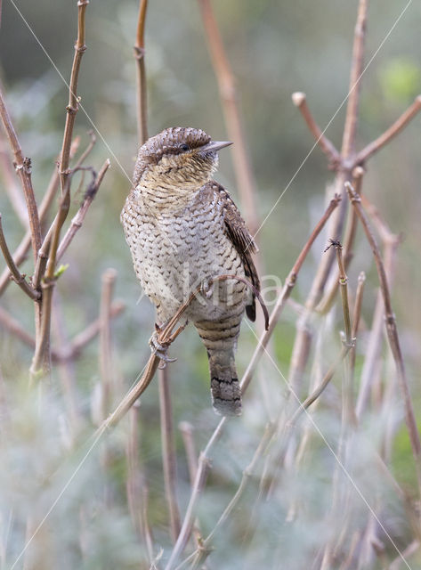 Eurasian Wryneck (Jynx torquilla)