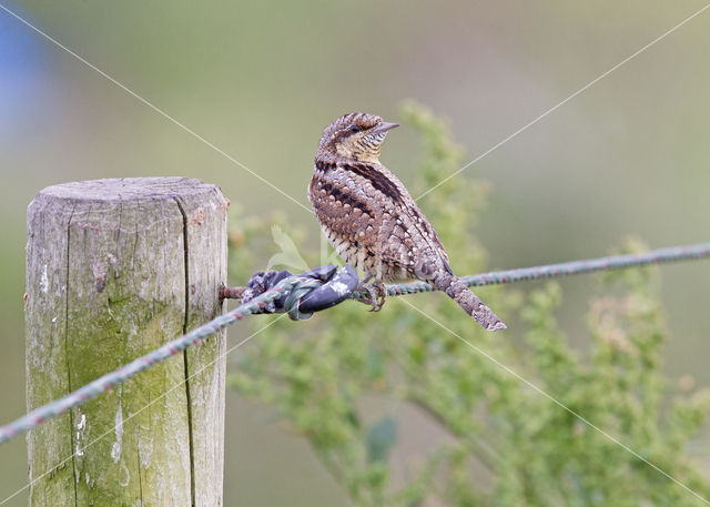 Eurasian Wryneck (Jynx torquilla)