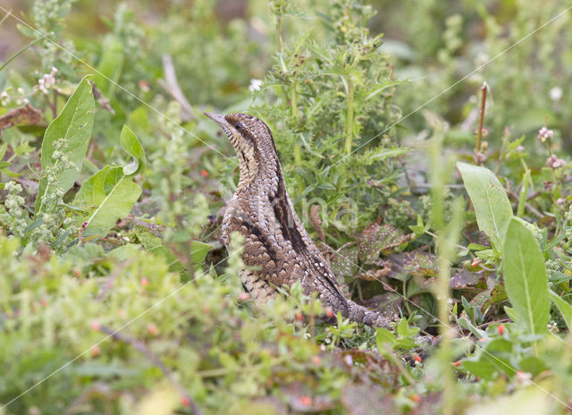 Eurasian Wryneck (Jynx torquilla)