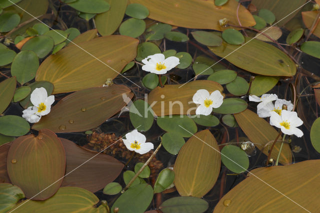 Floating Waterplantain (Luronium natans)