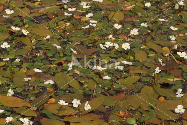 Floating Waterplantain (Luronium natans)