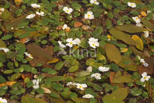 Drijvende waterweegbree (Luronium natans)
