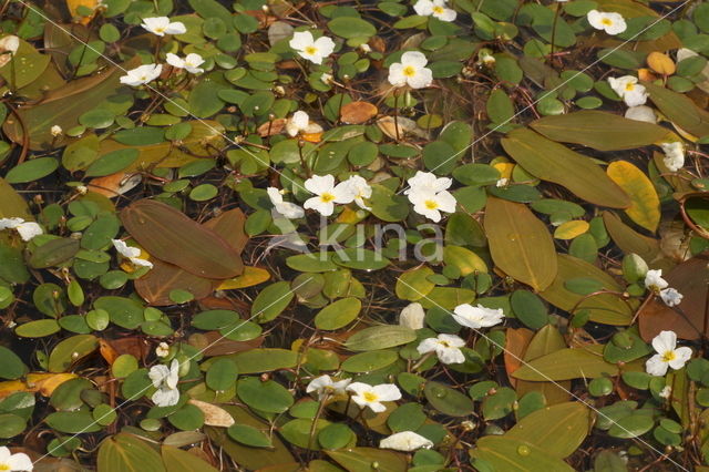 Floating Waterplantain (Luronium natans)