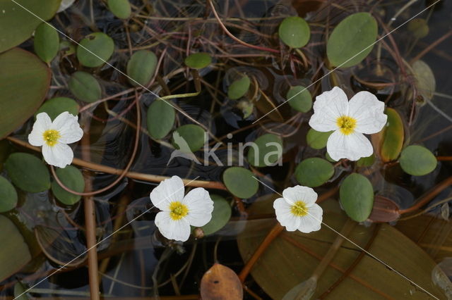 Floating Waterplantain (Luronium natans)