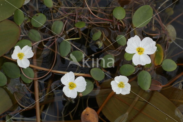 Drijvende waterweegbree (Luronium natans)