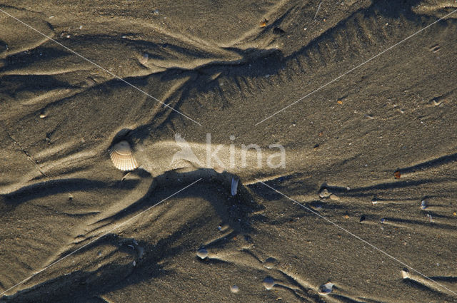 Duinen van Goeree